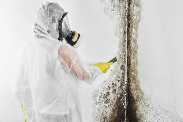 Best Fast Mold Removal  in Norwalk, CA