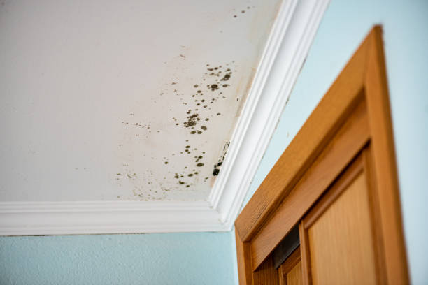 Best Commercial Mold Removal  in Norwalk, CA