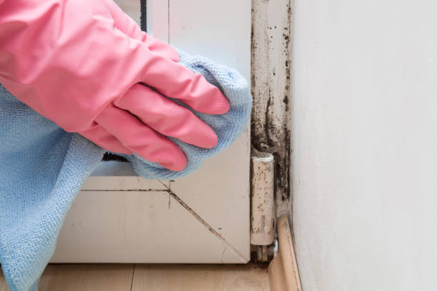 Best Fast Mold Removal  in Norwalk, CA