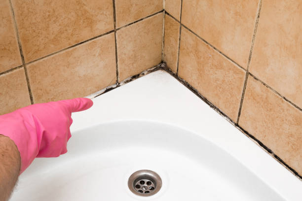 Best Commercial Mold Removal  in Norwalk, CA